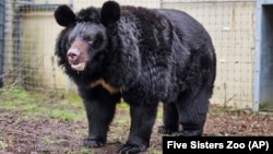 A black bear named Yampil arrives in West Calder, West Lothian, Scotland, Jan. 12, 2024, after it was rescued from the village of Yampil in Ukraine. He was one of the few survivors Ukrainian troops found in the remains of a bombed-out zoo in 2022. (Five Sisters Zoo via AP)