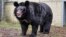 A black bear named Yampil arrives in West Calder, West Lothian, Scotland, Jan. 12, 2024, after it was rescued from the village of Yampil in Ukraine. He was one of the few survivors Ukrainian troops found in the remains of a bombed-out zoo in 2022. (Five Sisters Zoo via AP)