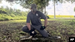 Zachary Chejanovski, a multi-agency python management coordinator for the Florida Wildlife Commission, holds a 10-foot-long Burmese python during a safe snake trapping demonstration on August 9, 2024.