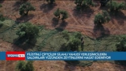 Filistinli çiftçiler silahlı Yahudi yerleşimcilerin saldırıları yüzünden zeytin hasat edemiyor