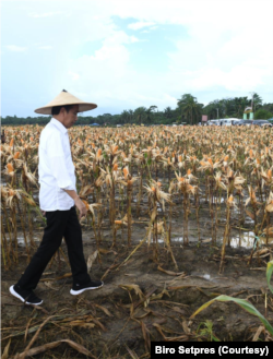 Jokowi saat mengunjungi food estate di Kabupaten Keerom, Papua. Di lahan tersebut, pemerintah menanam jagung yang dalam waktu tiga bulan diklaim sudah relatif berproduksi dengan baik. (Foto: Courtesy/Biro Setpres)