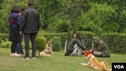 Stray dogs roaming at the famous Mughal garden in Jammu and Kashmir, India. (Wasim Nabi/VOA)