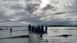 Спасувачки напори за насуканите китови во Австралија