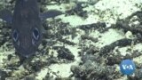 US Proposal for Remote Pacific Marine Sanctuary Draws Mixed Response