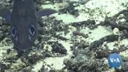 US Proposal for Remote Pacific Marine Sanctuary Draws Mixed Response