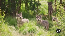 In Livestock-Rich California, Return of Gray Wolves a Worry