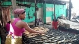 Rừng Congo bị đe dọa vì món cá hun khói 