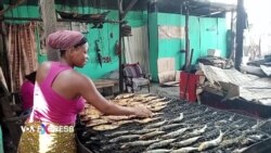 Rừng Congo bị đe dọa vì món cá hun khói 