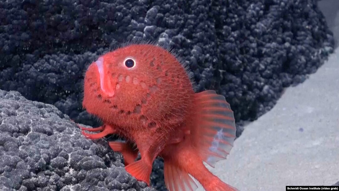 Using an underwater robot to explore off the coast of Chile, scientists on a recent Schmidt Ocean expedition discovered more than 100 new species living on the seamounts.