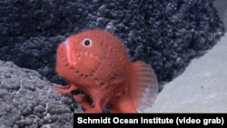 Using an underwater robot to explore off the coast of Chile, scientists on a recent Schmidt Ocean expedition discovered more than 100 new species living on the seamounts.