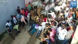 ভারতে হিন্দু রীতি মেনে গরুর পদপিষ্ট হলেন ভক্তরা