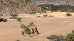 Girafas regressam ao Namibe - 2:43