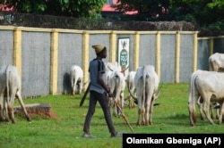 A boy guides cattle in Abuja, Nigeria, Wednesday, Aug. 21, 2024. (AP Photo/Olamikan Gbemiga)