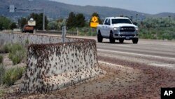 Mormon crickets make their way over a Jersey barrier during the migration of Mormon crickets, June 17, 2023, in Spring Creek, Nevada.