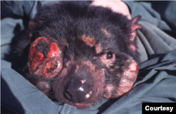 The Tasmanian devil in Australia is an endangered species that has been dying-off due to a tumor cancer on the face and in the mouth. The transmissible disease is spread from one animal to another through biting. (Courtesy: Menna Jones, Public Library of Science journal, 2006)