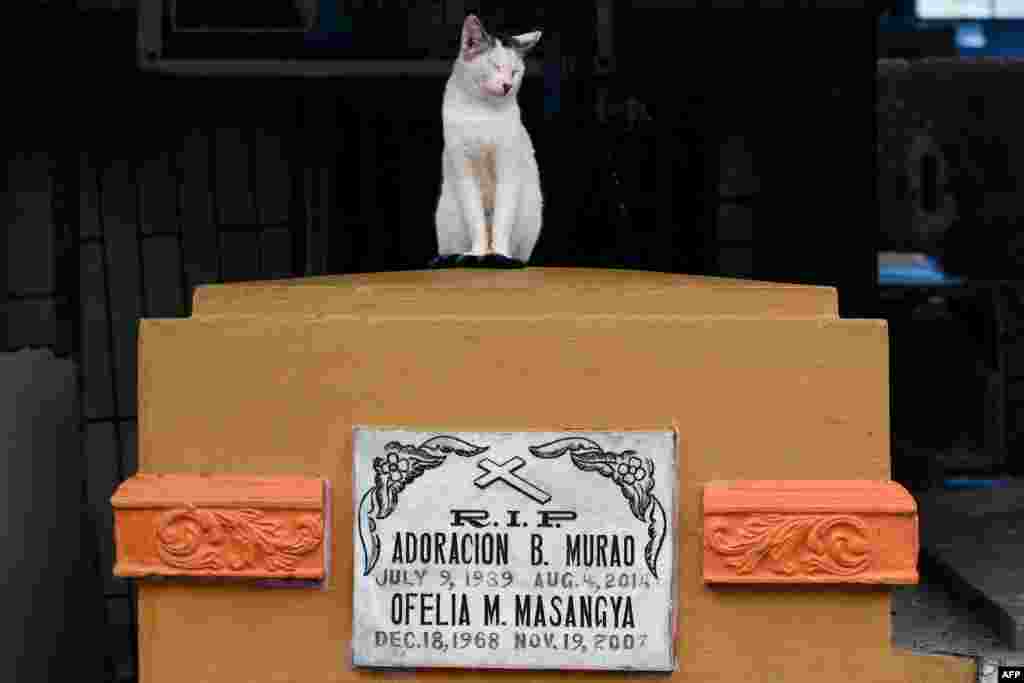 A cat sits on a tomb at Manila North cemetery on All Saints Day in Manila, Philippines.