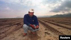 ARCHIVO - Las incidencias del fenómeno climático El Niño han afectado a todo el continente desde hace décadas. En la imagen, un trabajador en los campos de apio en Oxnard, California, el 4 de marzo de 1998.