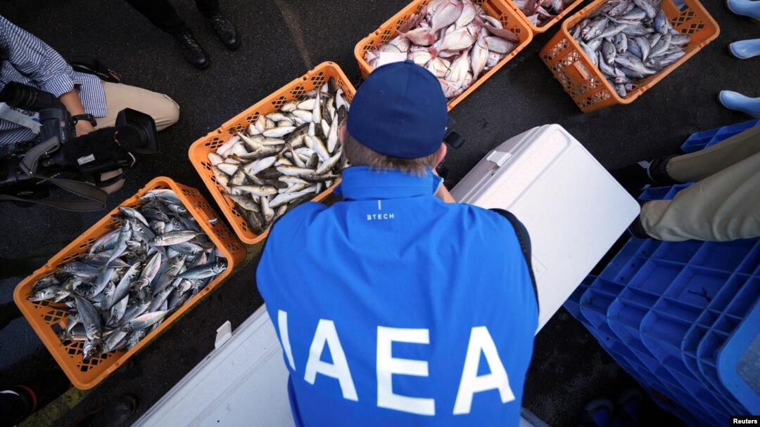 Anggota tim ahli Badan Energi Atom Internasional (IAEA) mengamati ikan untuk dijadikan sampel menyusul pelepasan air limbah PLTN Fukushima, di Pelabuhan Hisanohama, Kamis, 19 Oktober 2023, Iwaki, timur laut Jepang. (Foto: via Reuters)