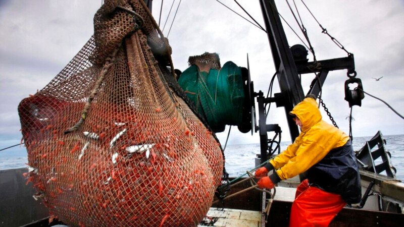 Climate Change Shuts Decades-Old New England Shrimp Fishery 