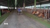 کێڵگەی بەخێوکردنی مانگای شیردەر بەرهەمە شیرەمەنییەکان بۆ بازاڕەکان دابین دەکات