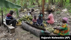 The Ndyanabo family peels bananas used for Tonto and throws them into a wooden vat carved like a boat in Mbarara, Uganda, Dec. 11, 2023. (AP Photo/Hajarah Nalwadda)