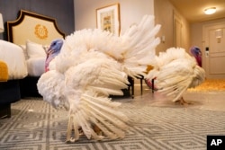 Two turkeys, named Liberty and Bell, who will attend the annual presidential pardon at the White House ahead of Thanksgiving, enjoy their hotel room at the Willard InterContinental Hotel in Washington, Nov. 19, 2023.