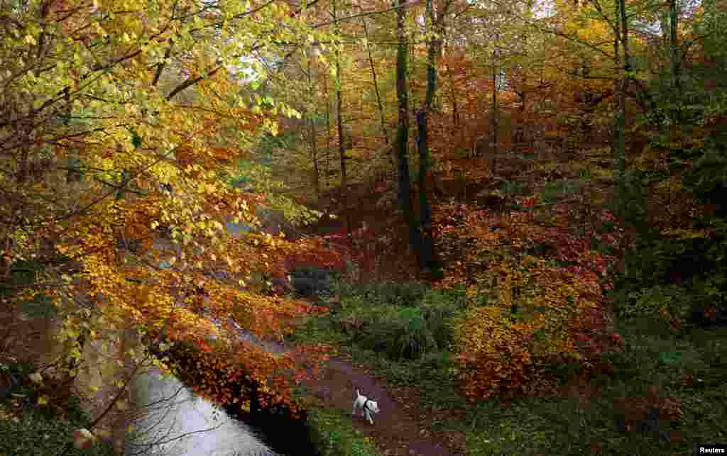 A dog walks along the banks of the River Wye near Buxton, Britain. REUTERS/Phil Noble