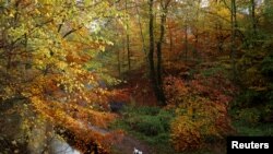 A dog walks along the banks of the River Wye near Buxton, Britain.