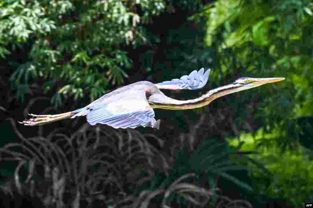 Seekor burung bangau ungu terbang melintasi kolam di &quot;Gardens by the Bay&quot; di Singapura. (AFP)&nbsp;