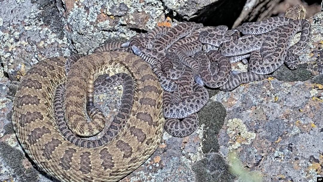 In this image taken from a Project Rattlecam video, an adult rattlesnake rests with juveniles at a den under remote observation in Colorado on Aug. 28, 2024.
