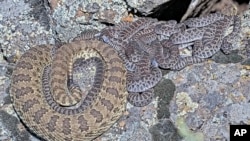 In this image taken from a Project Rattlecam video, an adult rattlesnake rests with juveniles at a den under remote observation in Colorado on Aug. 28, 2024.