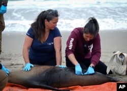 This photo provided by Vandenberg Space Force Base shows Channel Island Marine & Rescue Institute volunteers working with sea lions at Vandenberg Space Force Base, Calif., on Monday, July 29, 2024. (Airman 1st Class Olga Houtsma/U.S. Space Force via AP)