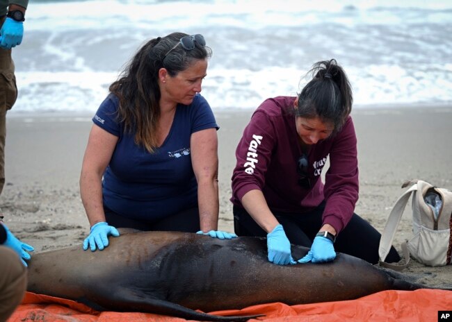 This photo provided by Vandenberg Space Force Base shows Channel Island Marine & Rescue Institute volunteers working with sea lions at Vandenberg Space Force Base, Calif., on Monday, July 29, 2024. (Airman 1st Class Olga Houtsma/U.S. Space Force via AP)