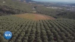 L'Afrique du Sud se lance dans l'exportation d'huile d'olive