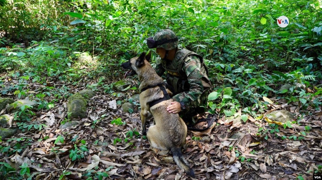 Unos 70 militares trabajan sin descanso en la selva amazónica colombiana entre los departamentos sureños de Caquetá y Guaviare para encontrar con vida a Wilson. [Foto: Johan Reyes, VOA]. 