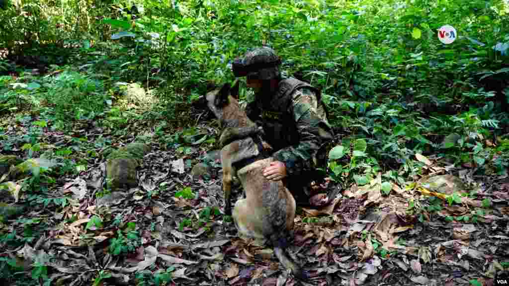 Unos 70 militares trabajan sin descanso en la selva amazónica colombiana entre los departamentos sureños de Caquetá y Guaviare para encontrar con vida a Wilson. [Foto: Johan Reyes, VOA]. &nbsp;