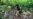 Sigue la búsqueda de Wilson, el perro que fue clave en encontrar a los niños en la selva de Colombia