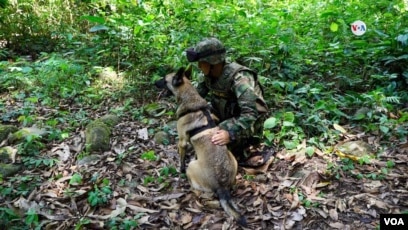 Sigue la búsqueda de Wilson, el perro que fue clave en encontrar a los  niños en la selva de Colombia