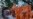 Devotees Splurge on Jets, Gold Idols for Hindu Temple Opening in India