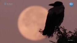 Yılın ilk Süper Ay’ı 