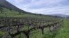 Global Wine Production Hits Lowest Level Since 1961