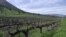 This general view shows vines at the Viña Montes vineyard in Millahue de Apalta, Santa Cruz, Chile, Aug. 8, 2023. Global wine production has fallen this year to its lowest level since 1961 as vineyards were pummeled by extreme weather events. 
