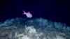 (FILE) Scientists have mapped the largest coral reef deep in the ocean, off the U.S. Atlantic Coast.