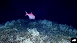 An alfonsino fish swims above Lophelia pertusa coral off the southeastern coast of the U.S., in June 2019. Scientists have mapped the largest coral reef deep in the ocean, off the U.S. Atlantic Coast. (NOAA Ocean Exploration via AP)