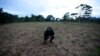 ARCHIVO - La policía antinarcóticos inspecciona un campo de coca recientemente plantado en La Hormiga, Putumayo, Colombia, el sábado 9 de abril de 2022.