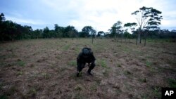 ARCHIVO - La policía antinarcóticos inspecciona un campo de coca recientemente plantado en La Hormiga, Putumayo, Colombia, el sábado 9 de abril de 2022.