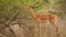 An antelope feeds on leaves from a tree in Gonarezhou National Park, Oct. 30, 2023. 