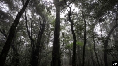 Age-old legend of Mawphlang Sacred Forest and Khasi Culture - YouTube