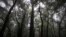 FILE - Mist blankets tall trees after the rain in Mawphlang sacred forest, one of the most renowned in Meghalaya, a state in northeastern India, Sept. 8, 2023. 