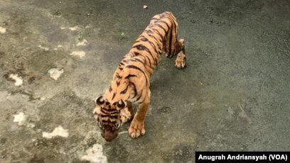 Harimau Sumatera Tapete